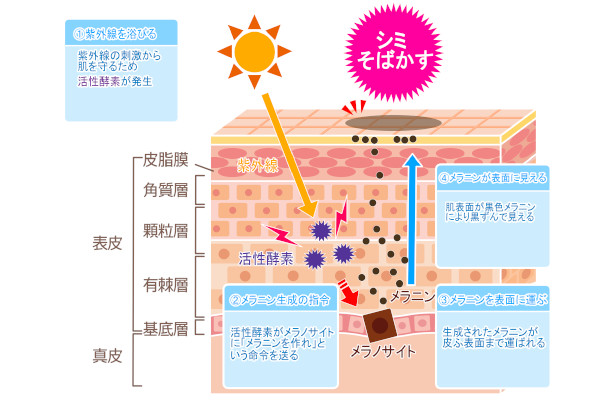 シミはどうして作られる？