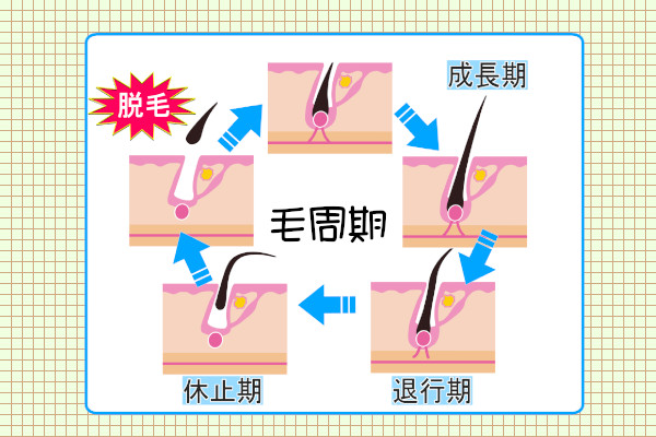 ケノンは毛周期に合わせて照射する