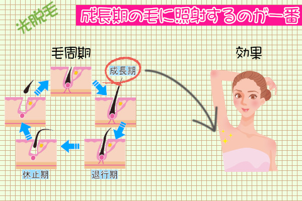 脱毛の効果が一番高い照射間隔