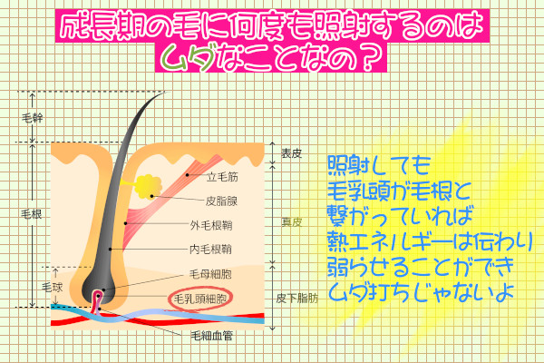 成長期の毛を何度も照射するのは無駄打ち？